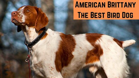 American Brittany: The best bird dog for hunting upland game