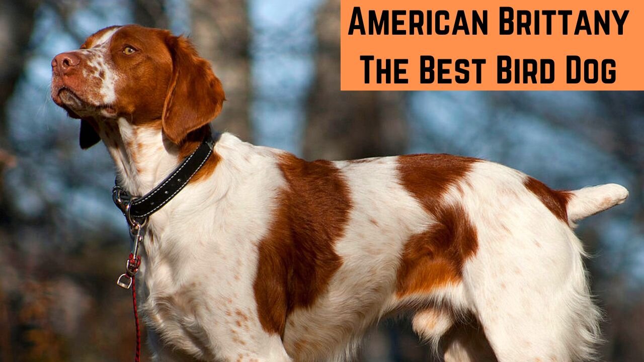 American Brittany: The best bird dog for hunting upland game