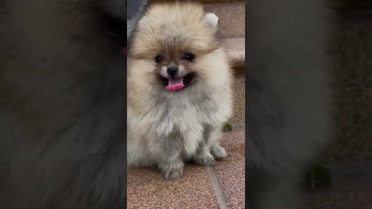 cute dogs #shorts #dogvideo
