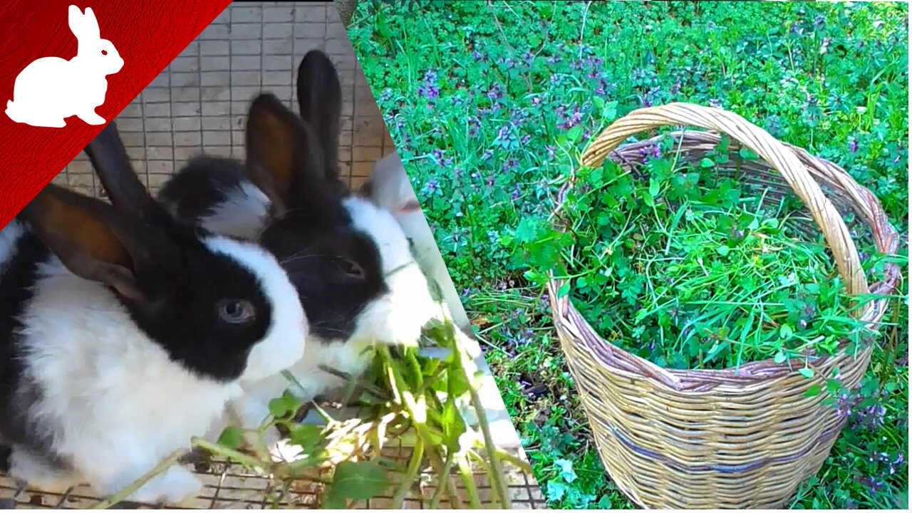 Feeding Rabbits Grass - Early Spring