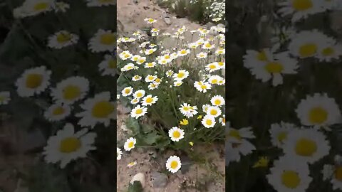 YAYLADA Kİ MUHTEŞEM PAPATYALAR.