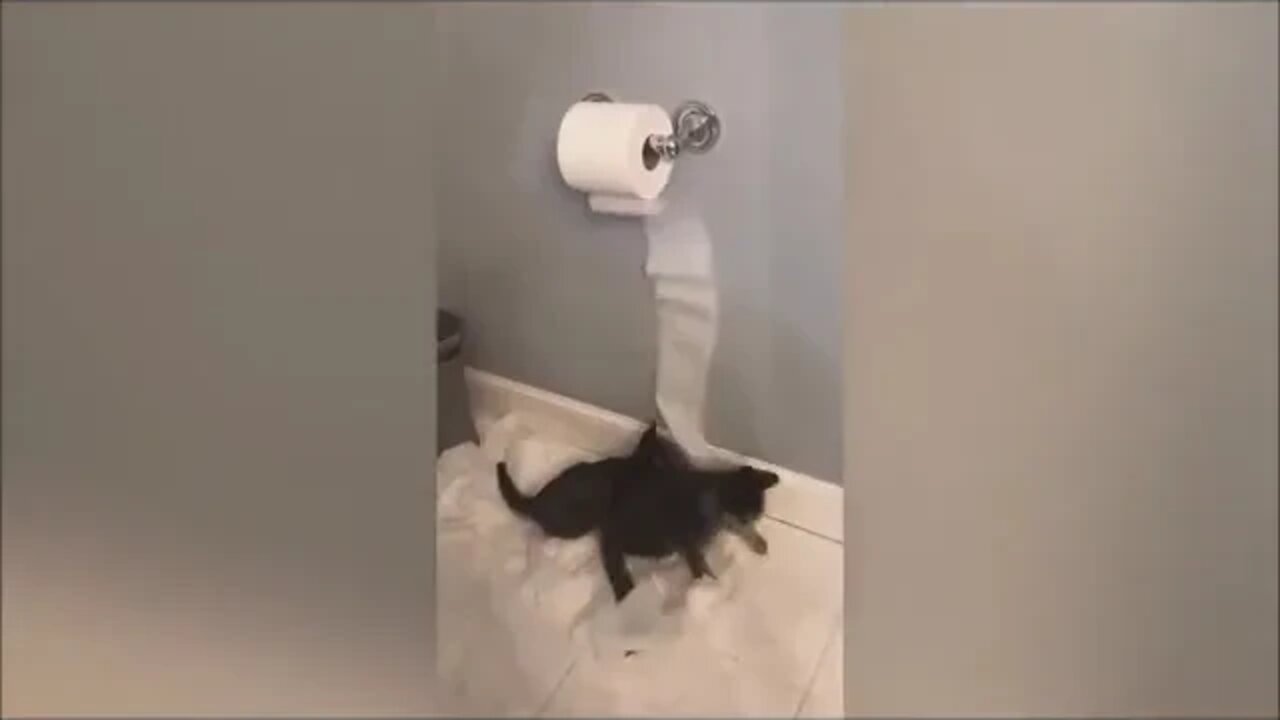 Cats Doing Funny Things