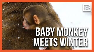 Baby Snow Monkey’s Adorable First Snowfall at Iowa Zoo