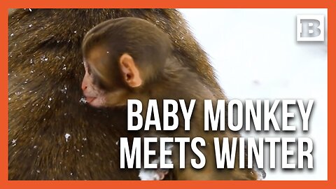 Baby Snow Monkey’s Adorable First Snowfall at Iowa Zoo