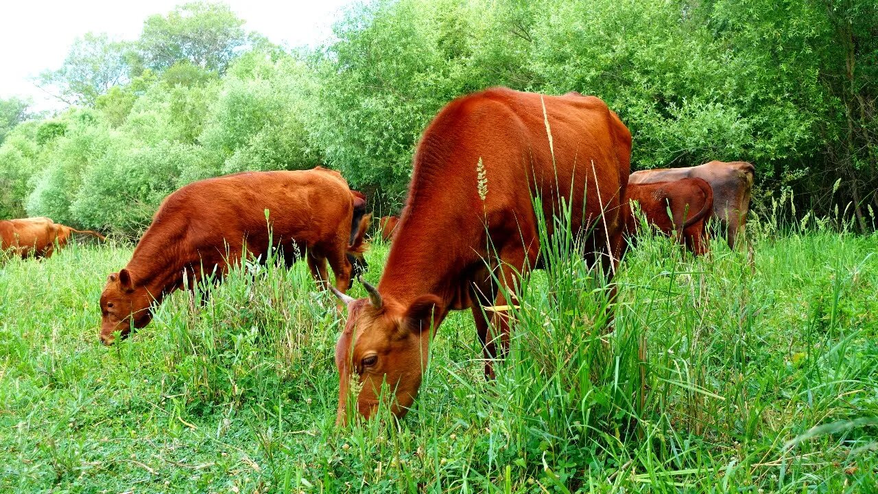 Wildlife of Russia - cows graze in a meadow