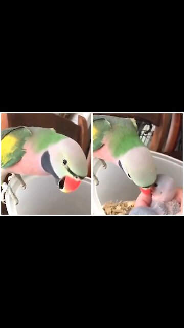 Talking parrot teach her baby's how to talk lovely video the video you must watch