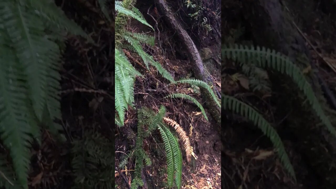 Oregon Mushrooms are still out there... Chanterelles