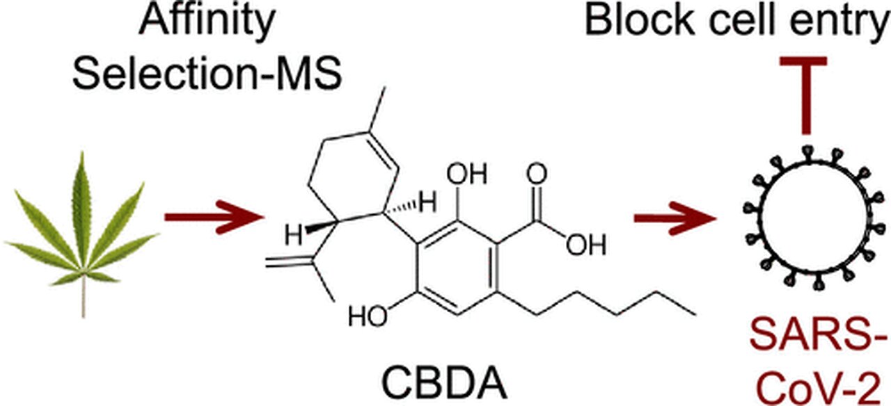 Cannabis compounds stopped COVID virus from infecting human cells in lab study