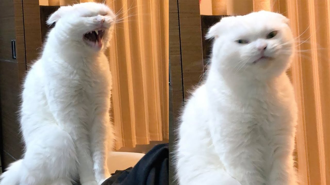 When Cat See the Mirror | Very Funny cat