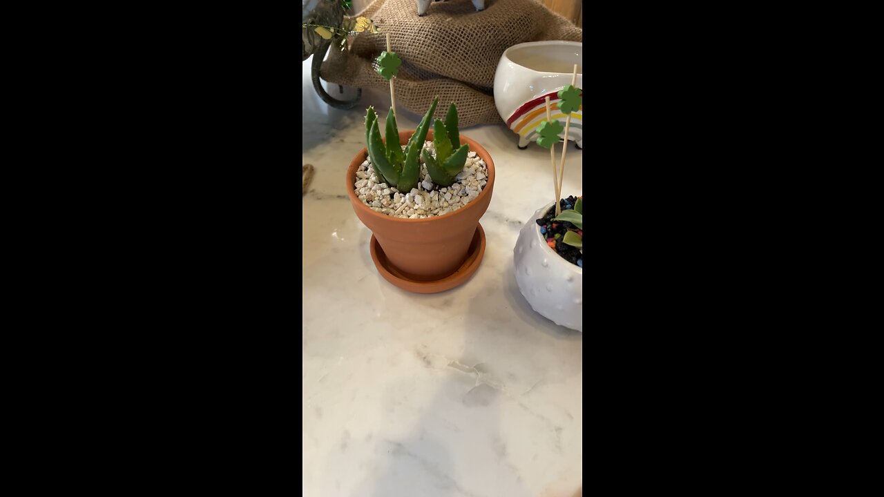 Local shop succulents