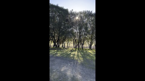 Morning Sun in the Trees