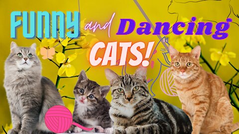 Funny and Dancing Cats