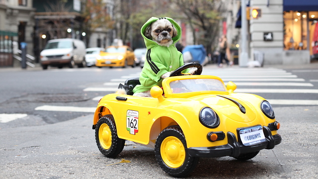 Pampered Pooch Drives Porsche Around New York: CUTE AS FLUFF