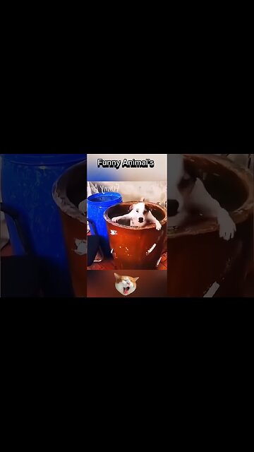 Funny Animal Moments! 😂 | #animals #dog #cat #shorts