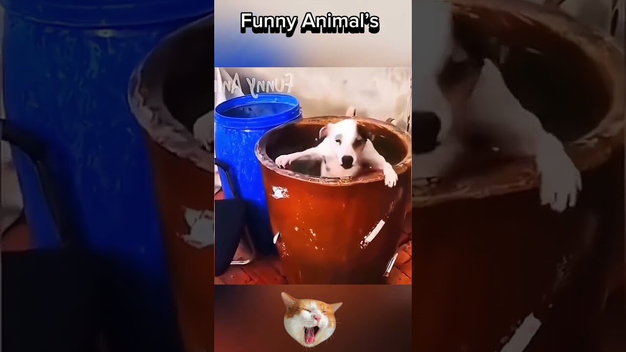 Funny Animal Moments! 😂 | #animals #dog #cat #shorts