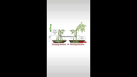 Why should I buy my bamboo from a licensed bamboo nursery?