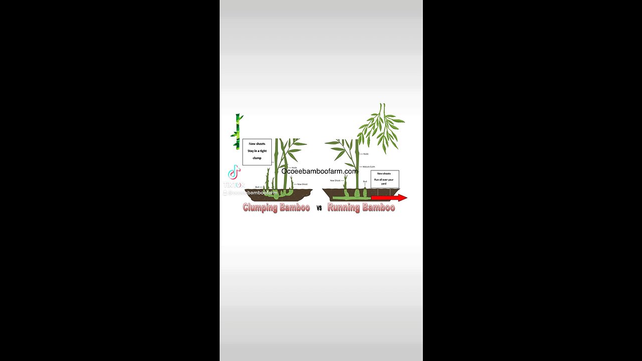 Why should I buy my bamboo from a licensed bamboo nursery?