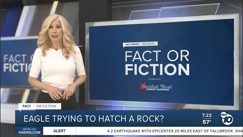 Fact or Fiction: Eagle trying to hatch a rock?