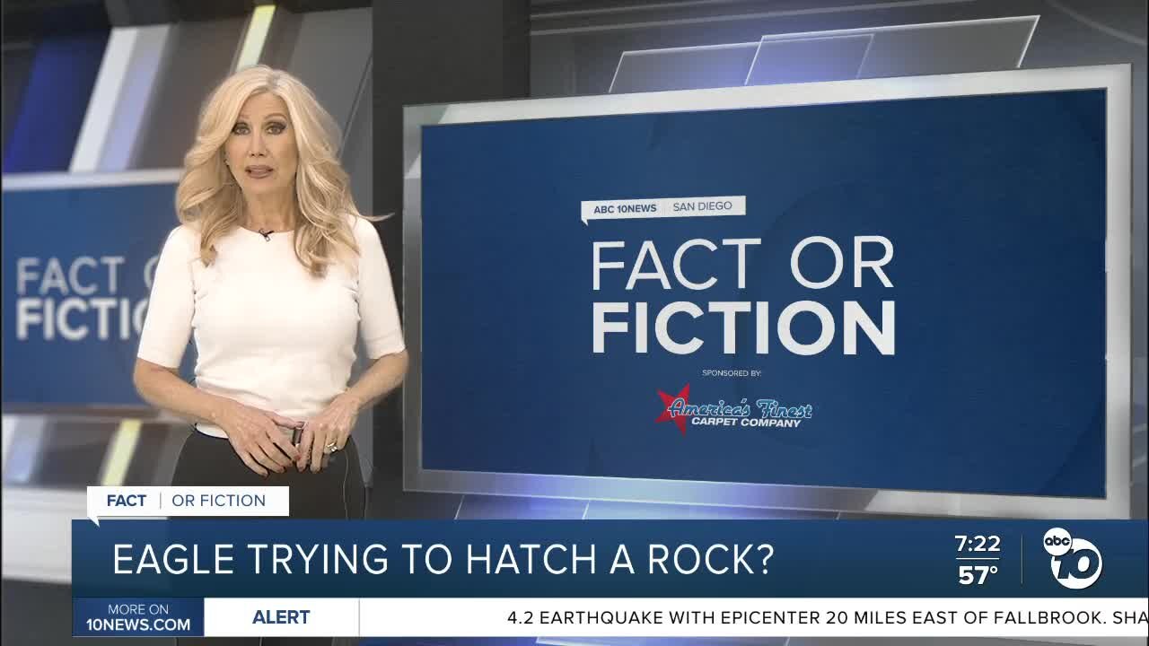 Fact or Fiction: Eagle trying to hatch a rock?