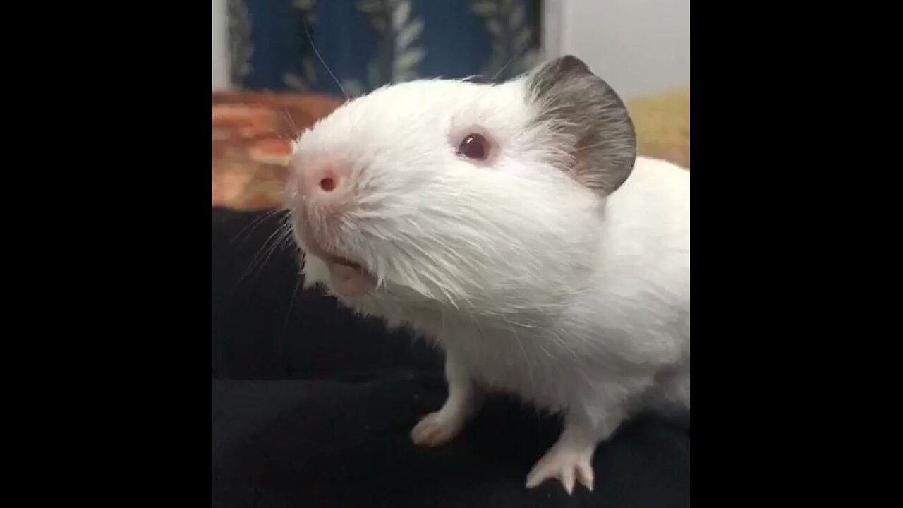 VIRAL: Worlds FIRST video of a sneezing guineapig - Whole ´lot of cuteness right there!!