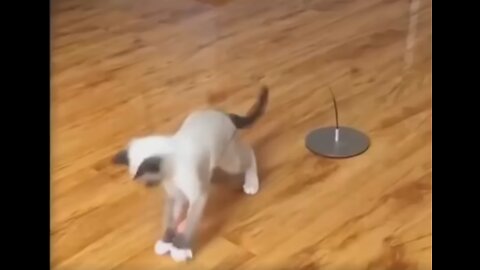 💗Cute And Funny Pets | Try Not To Laugh To These Pets💗