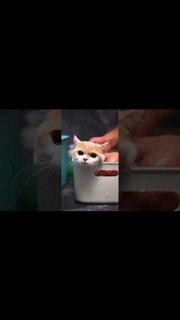 memandikan anak kucing || CAT vs BATH #shorts #cat #funnycat #videoshorts #kucingimut
