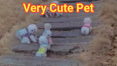 Very Cute Pet