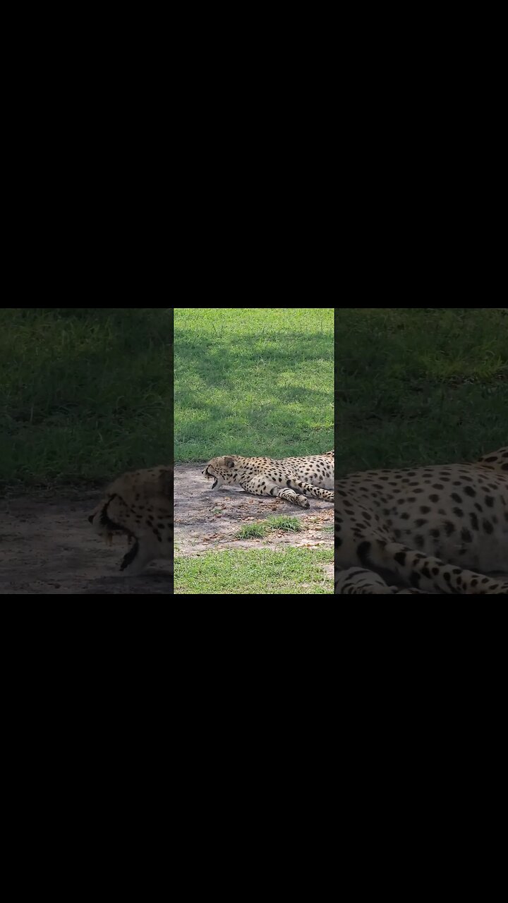 #Wildlife Sightings Today 13/12/23 | Lalashe Maasai Mara | #ShortsAfrica #holidayswithshorts