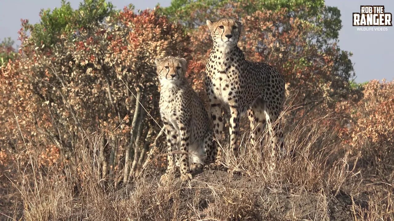 Mother Cheetah With Her Cub | Maasai Mara Safari | Zebra Plains