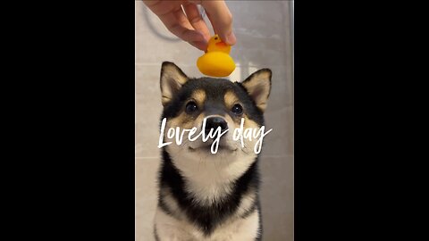 Dog bath time funny moments