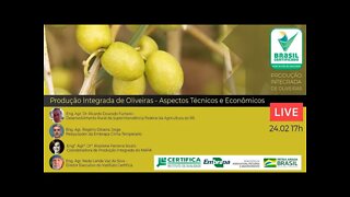 Produção Integrada de Oliveiras - Aspectos Técnicos e Econômicos