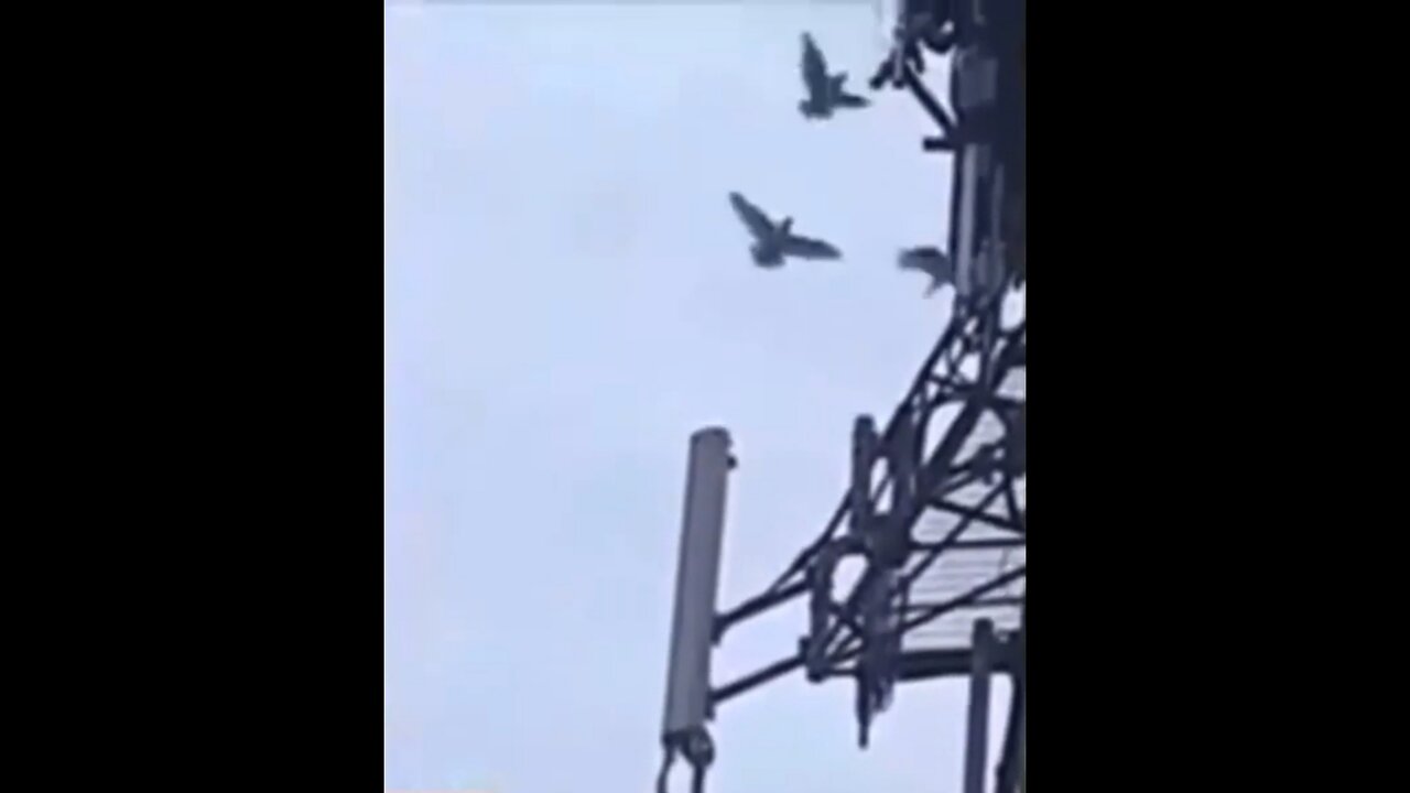 Watch As These Birds Disable a 5G Cell Tower