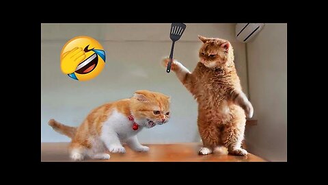 1 Hour Trending Funny Animals 😅 Funniest Cats and Dogs 😹🐶