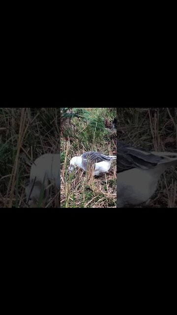Female pilgrim goose free ranging