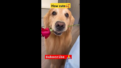 so cute
