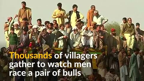 In the face of insurgencies, bull racing is welcome distraction in Pakistan