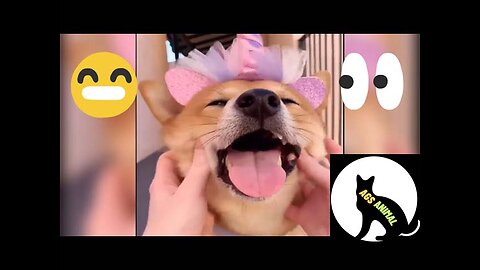 2M views Best || Funny Animal Videos Funniest Cats And Dogs Video