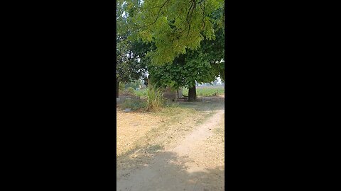 शहर में कितना भी तरकी कर लो जब गांव का ऐसा दृश्य देखोगे तो गांव की याद आ ही जायेगी । 😊🌳
