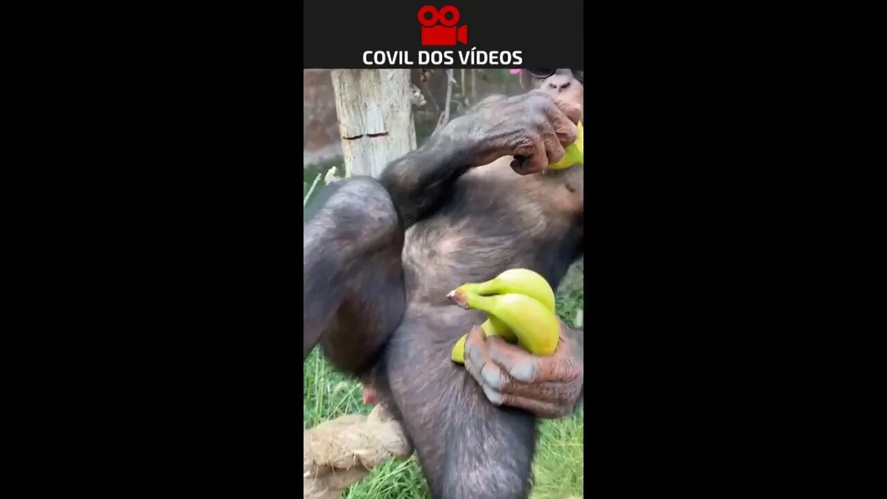 a macaca que ganhou na mega sena