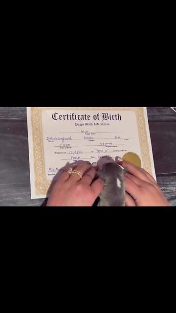 Adorable baby pup leaves paw prints on her birth certificate