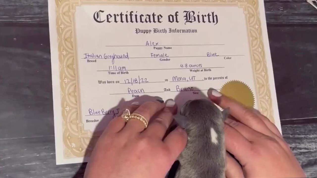 Adorable baby pup leaves paw prints on her birth certificate