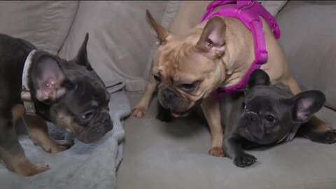 Two French Bulldogs returned to owner following burglary