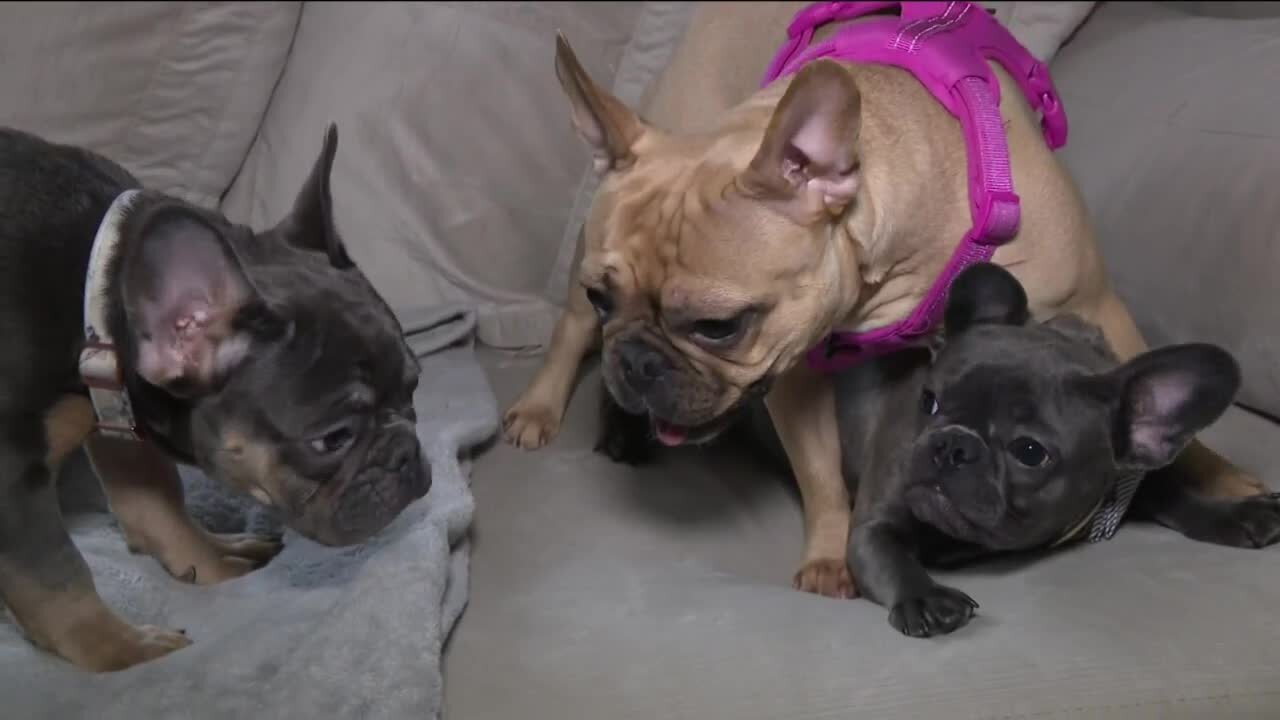 Two French Bulldogs returned to owner following burglary