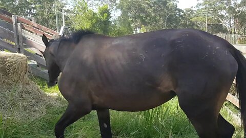 The day Tuppy arrived. Heavily pregnant, thin, covered in bite and whip marks