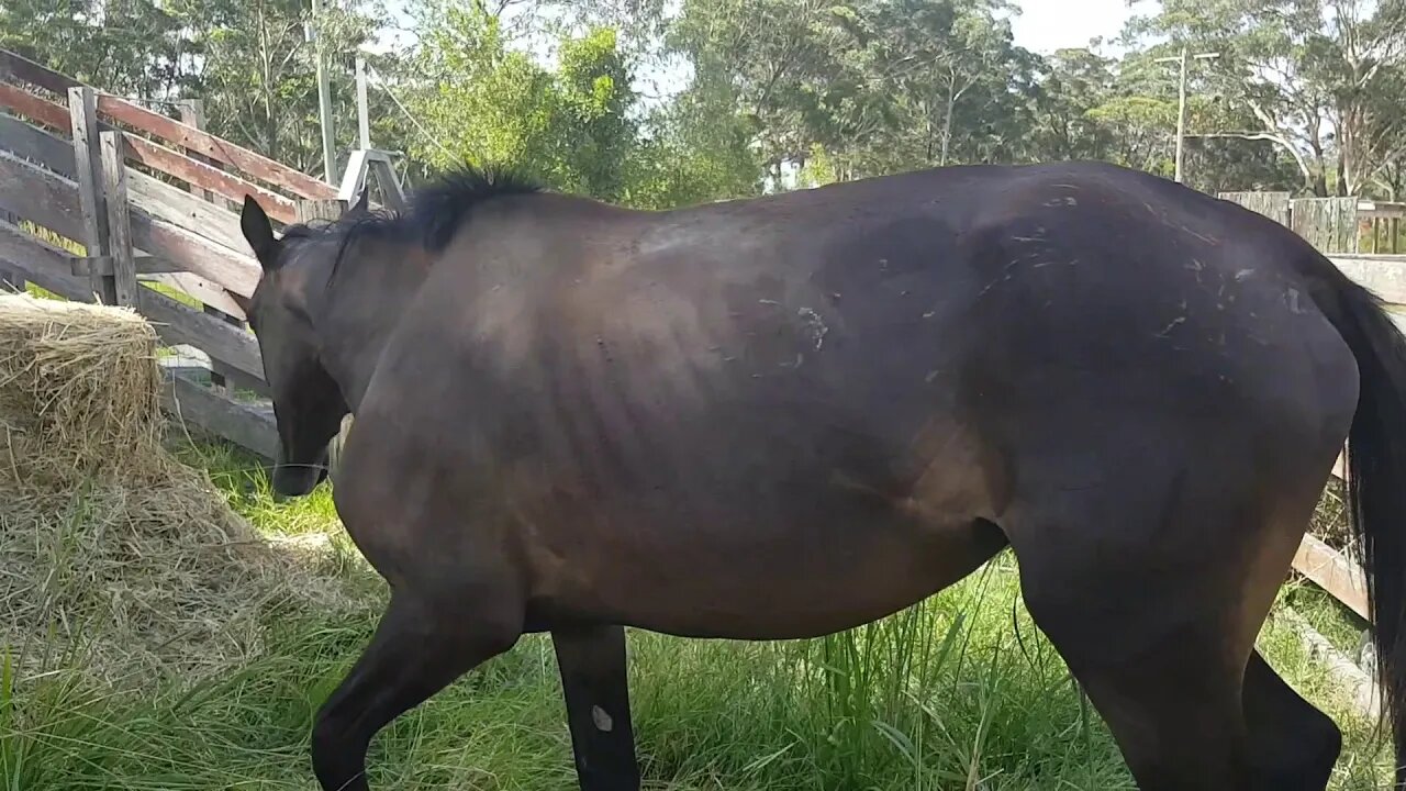 The day Tuppy arrived. Heavily pregnant, thin, covered in bite and whip marks