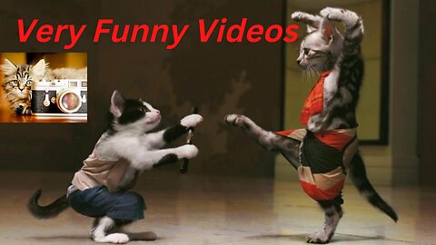 So funny dog Videos