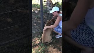 Puppy afraid of donkey. LonelyCreek Roxanna