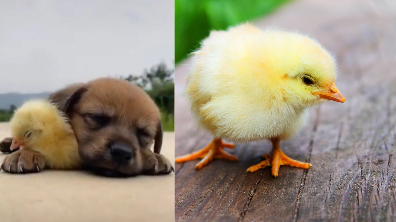 Cute dog and little chicks compilation 2023