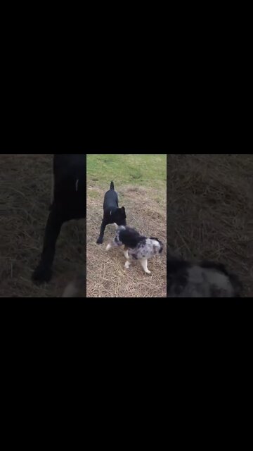 Cane Corso PUPPY Dominates Australian Shepherd PUPPY