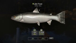 Russian Fishing 4 Kuori lake Lake Trout 3.436 Kg